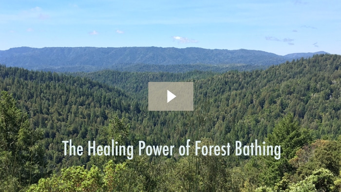 The Healing Power of Forest Baths